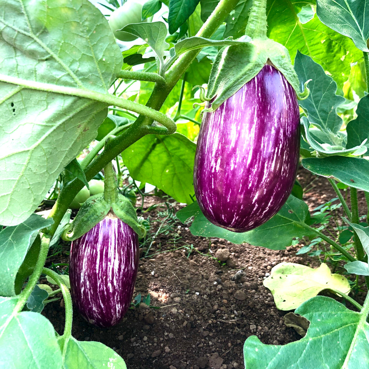Eggplants Revival Seeds