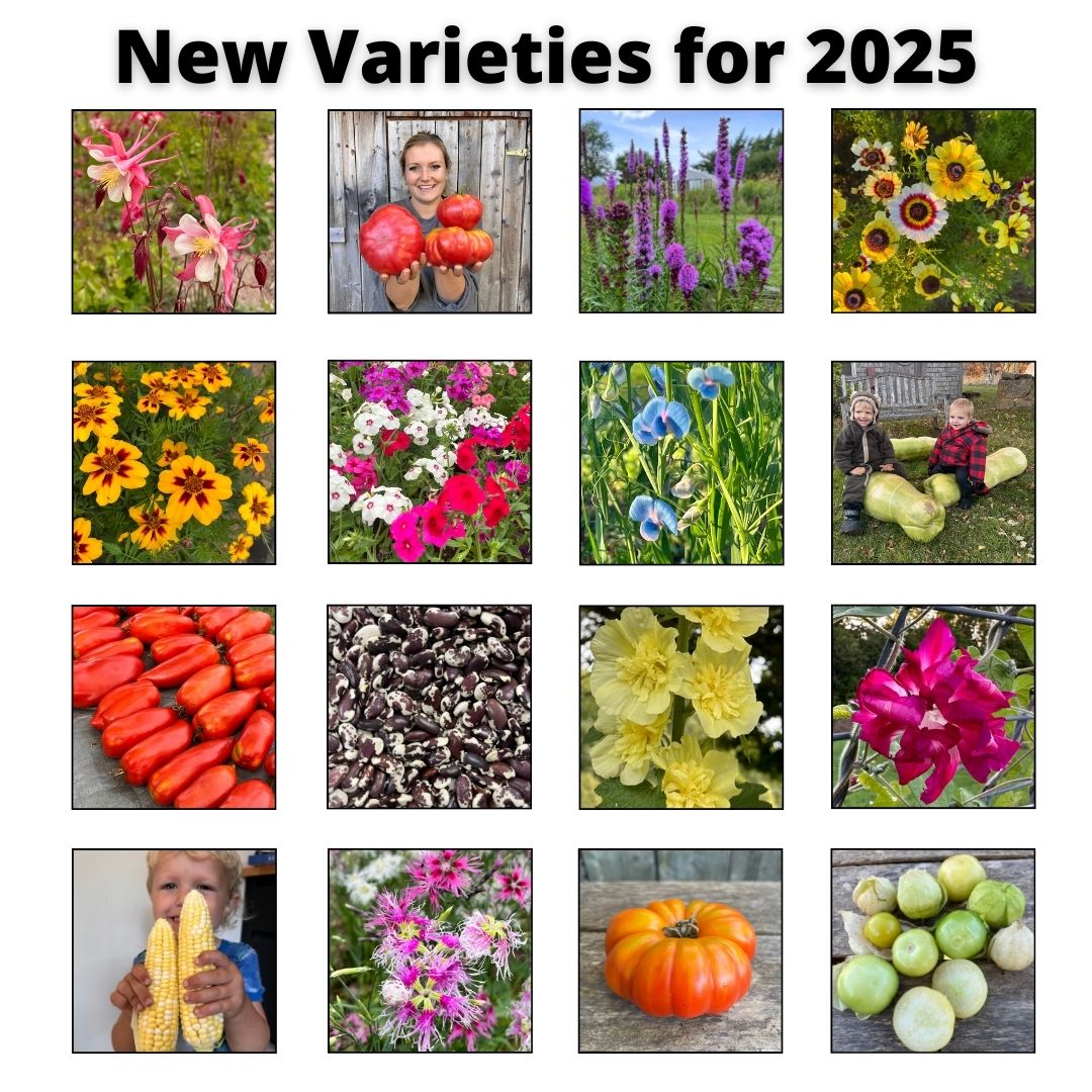 New Varieties for 2025 Revival Seeds