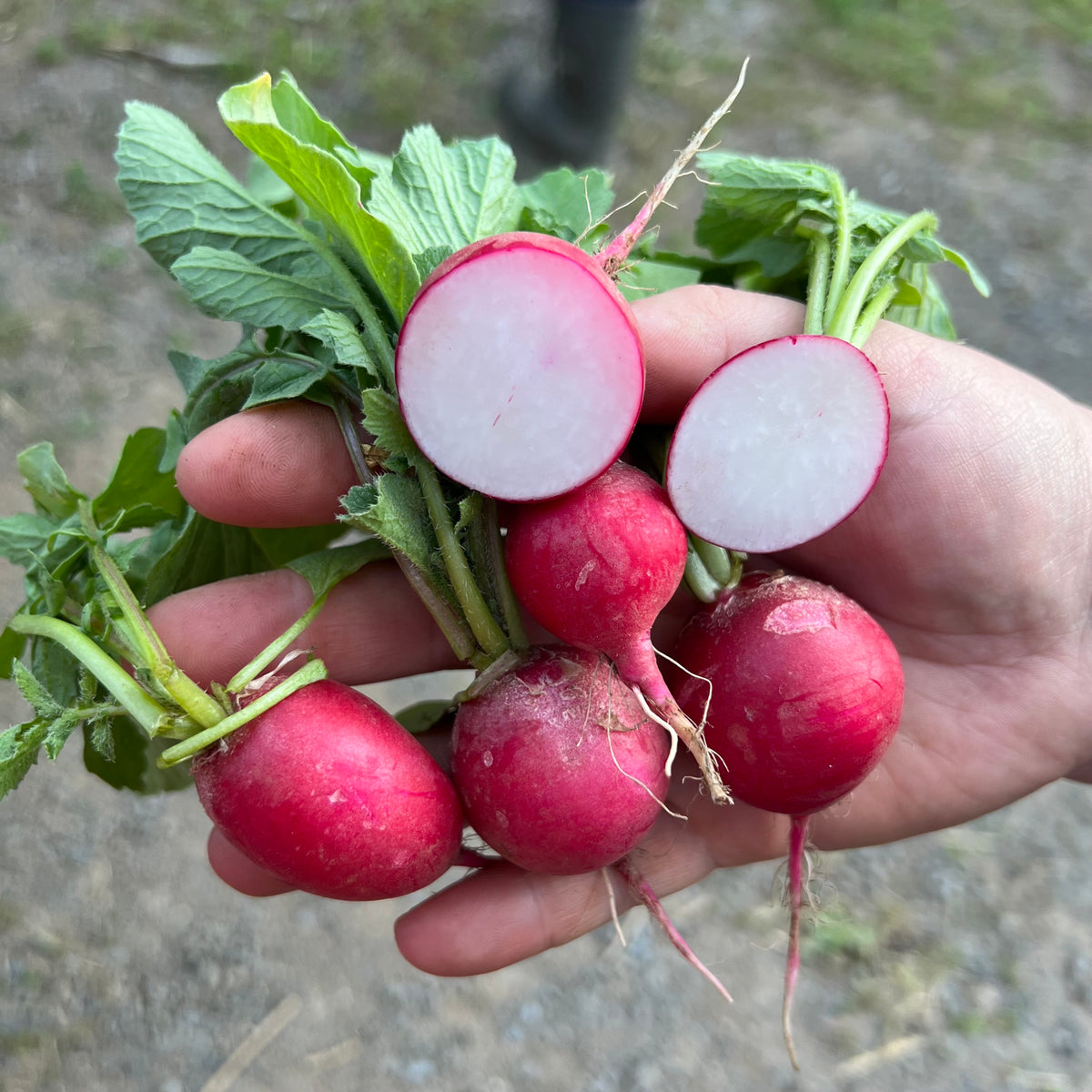 Radish Revival Seeds