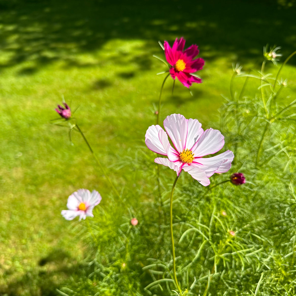 Candystripe Cosmos Revival Seeds candystripe-cosmos-revival-seeds