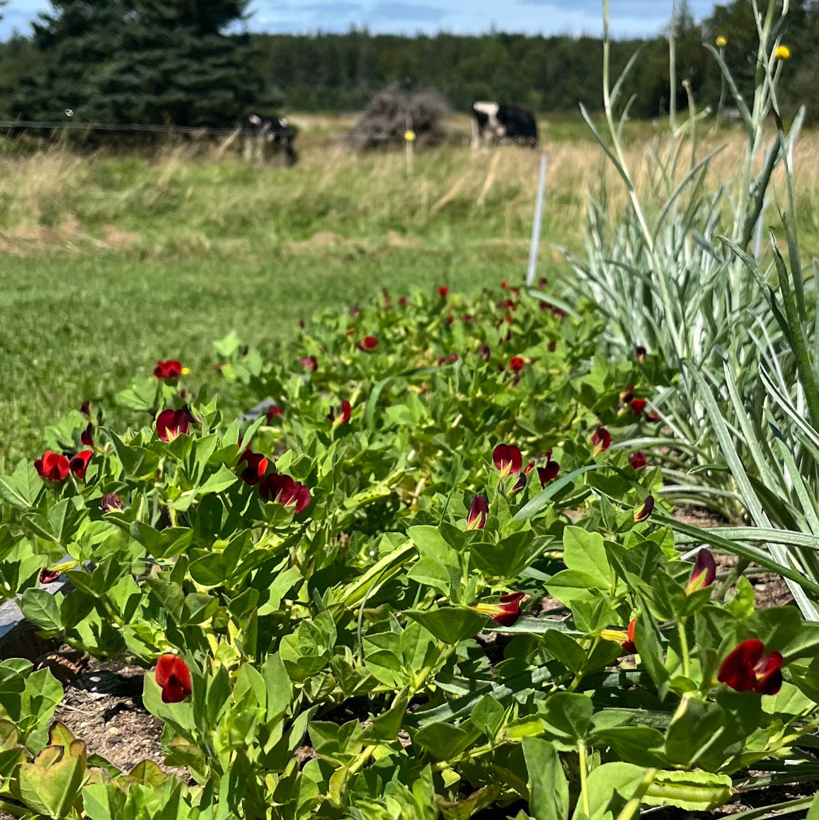 Asparagus Pea – Revival Seeds