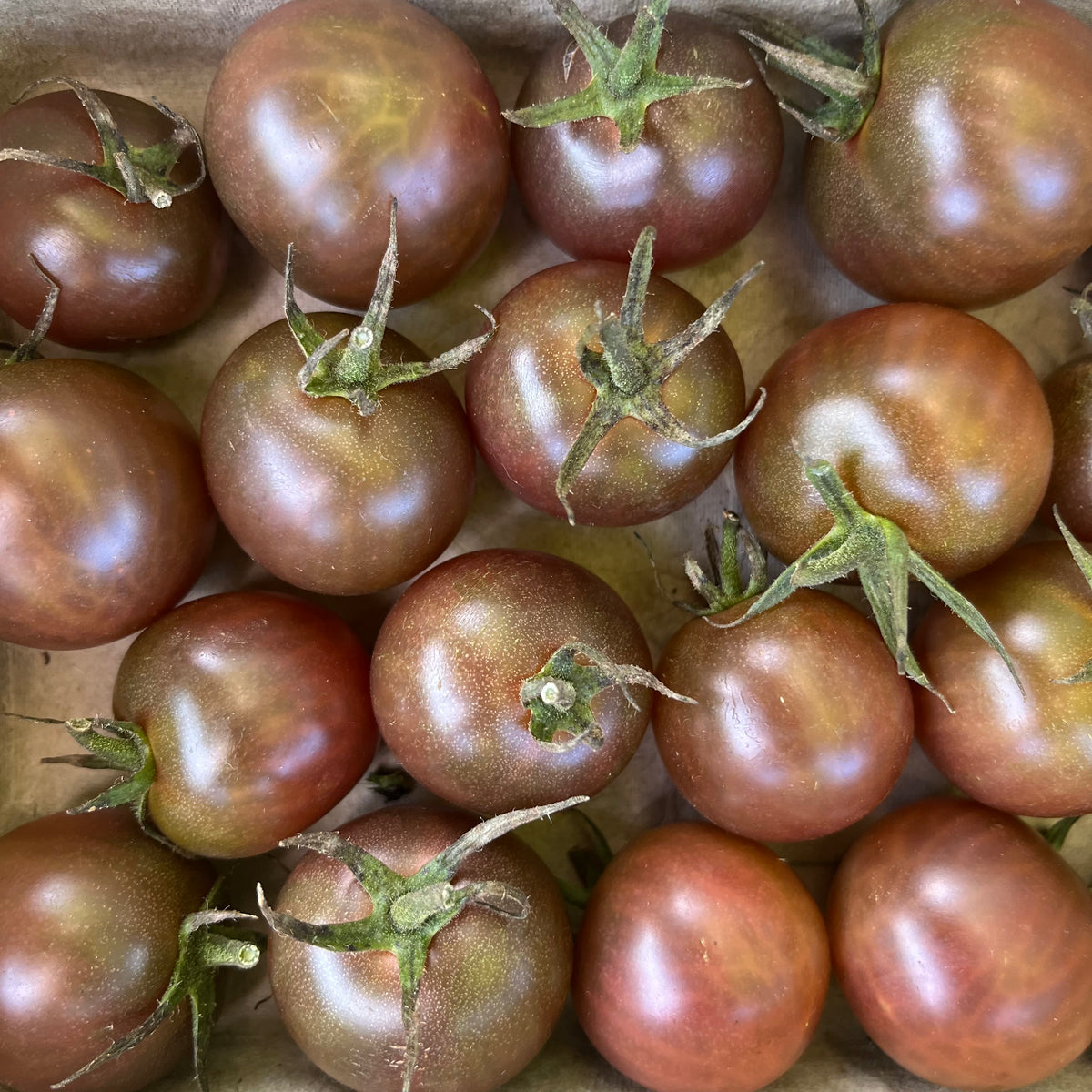 Black Cherry Tomato – Revival Seeds