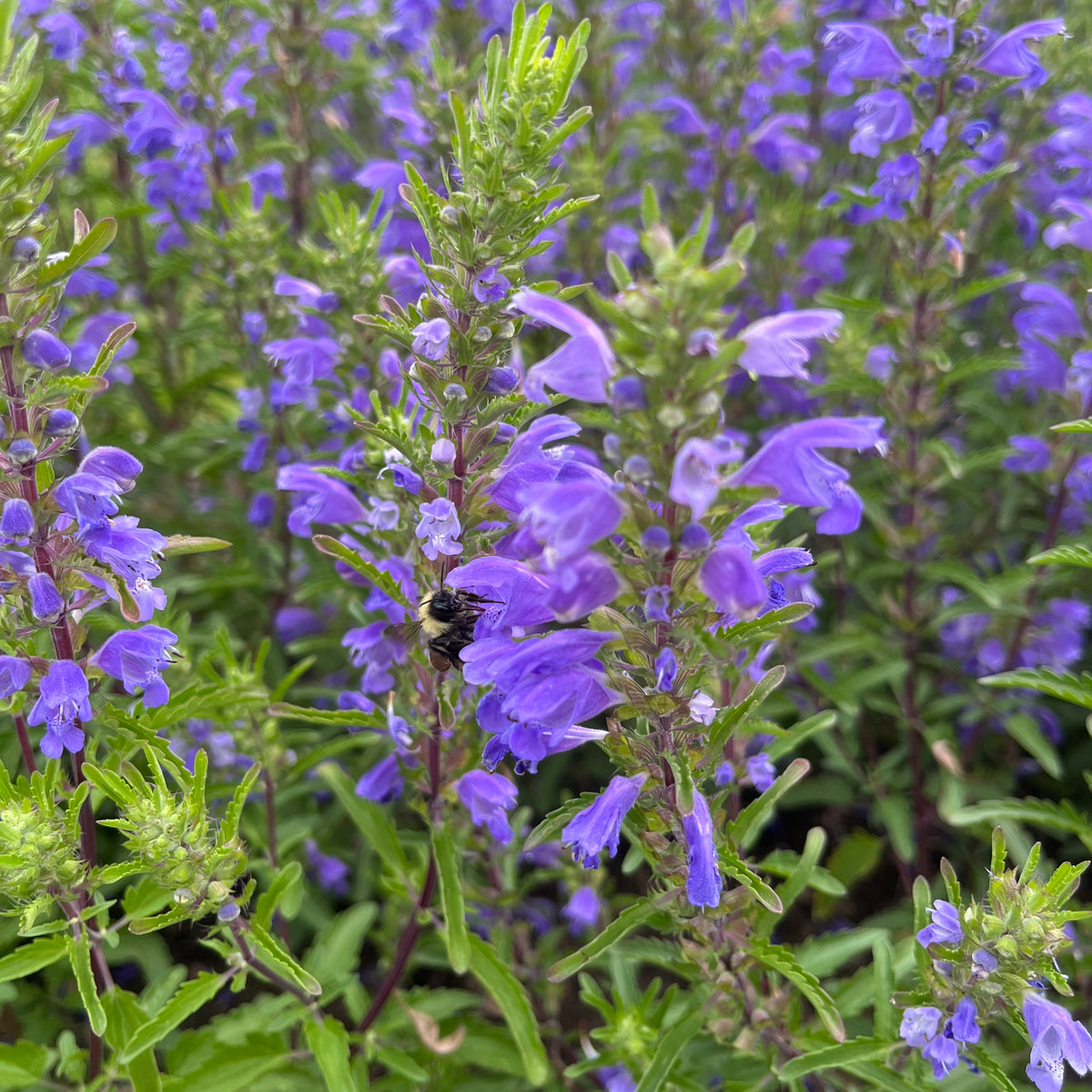 Blue Dragon – Revival Seeds