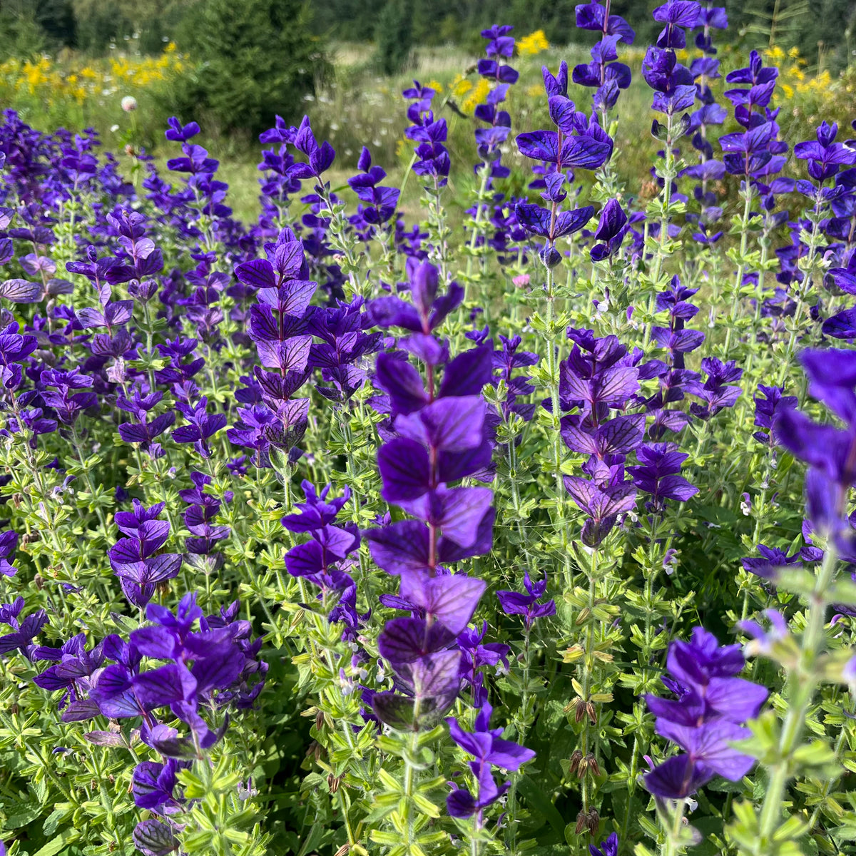thumbnail image 2 of 100 "Blue Monday" Clary Sage / Blue Monday Salvia Flower Seeds - New Hill Farms 2 of 10
