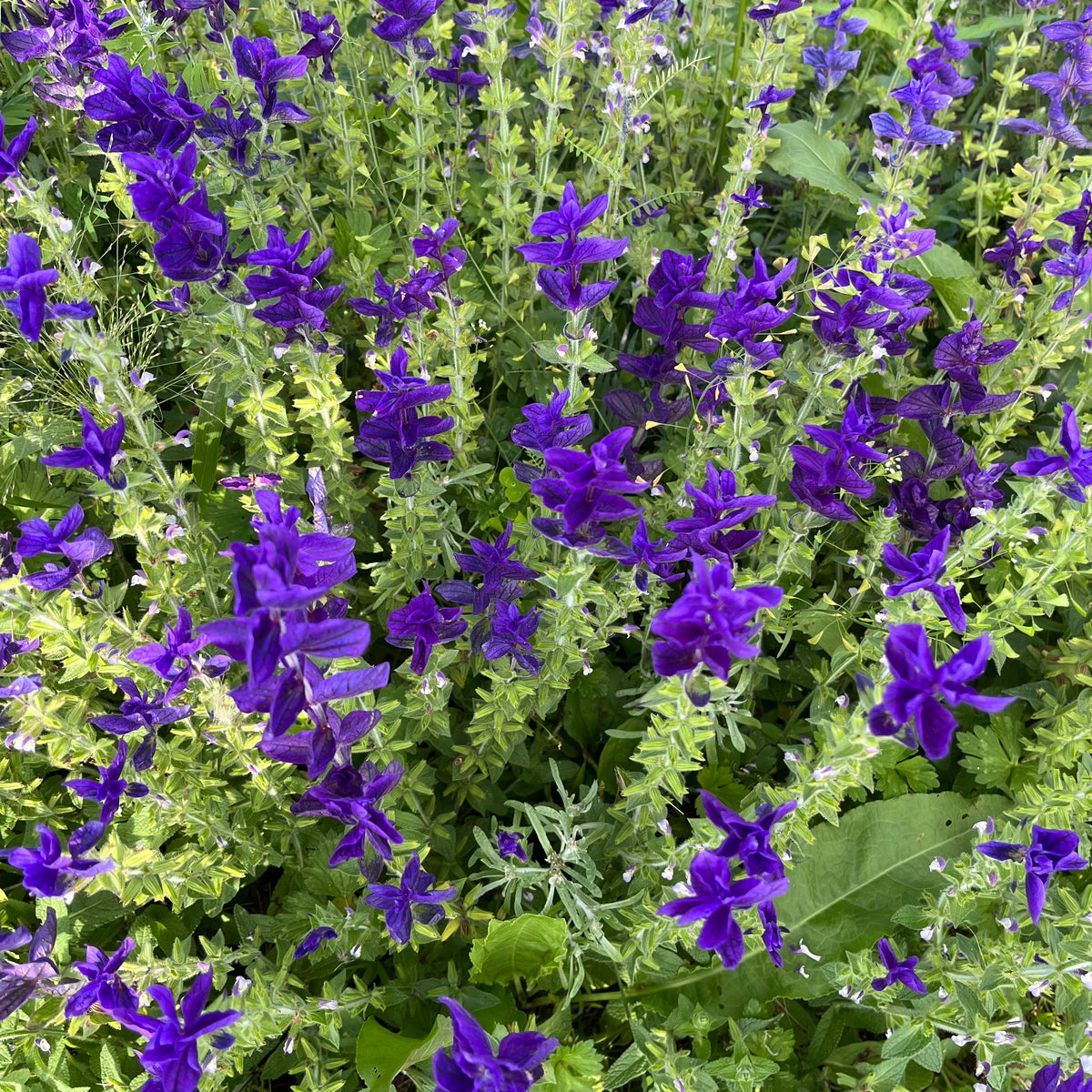 Blue Monday Sage Revival Seeds