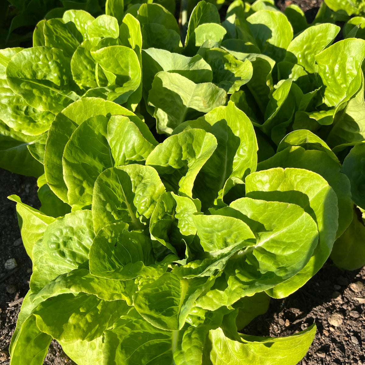 Buttercrunch Lettuce Revival Seeds