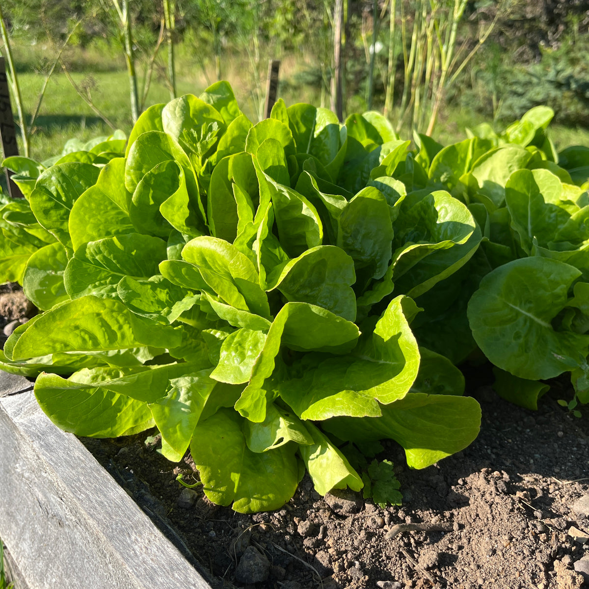 Buttercrunch Lettuce Revival Seeds