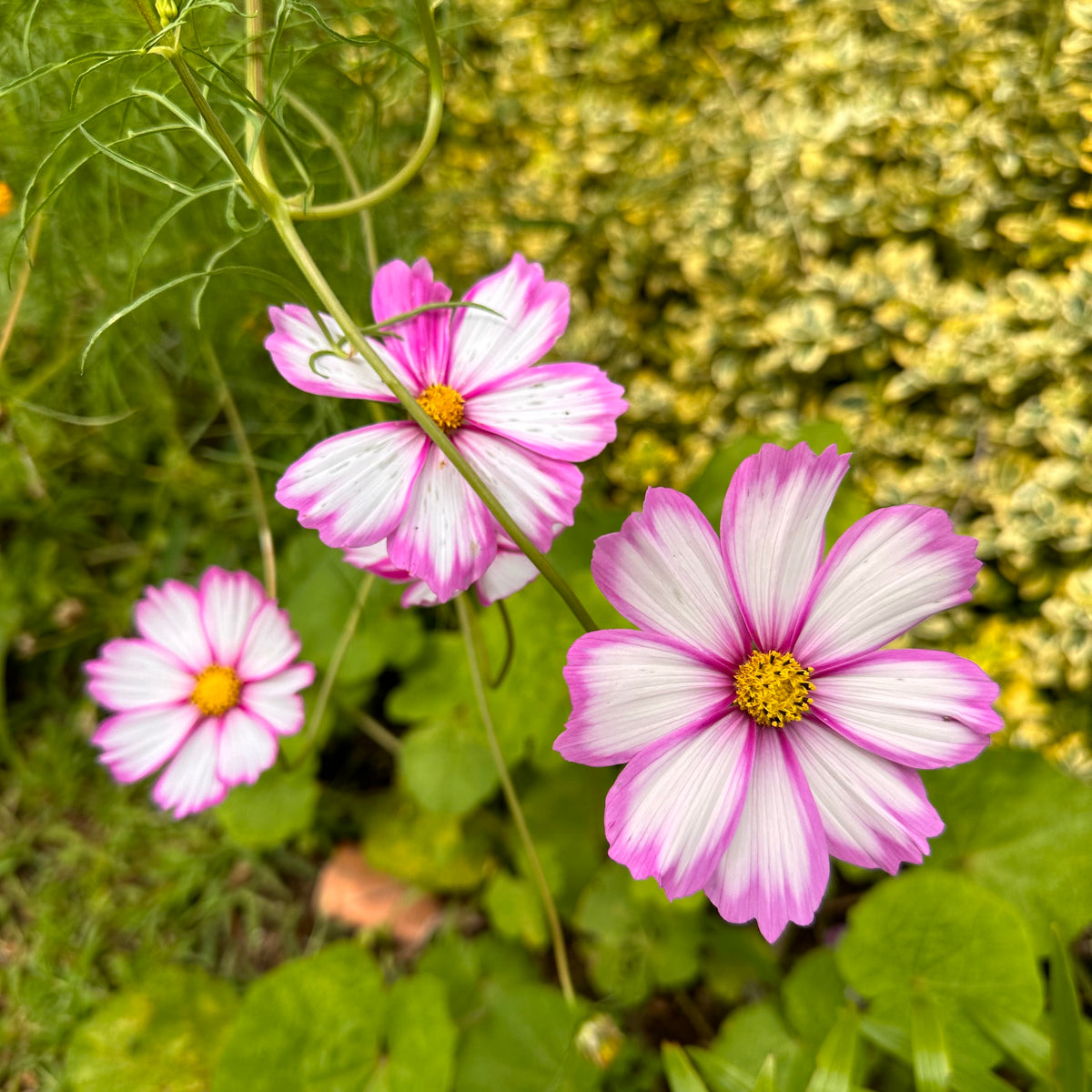 CandystripeCosmos23_1200x1200.