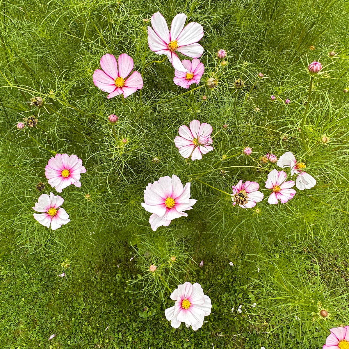 Candystripe Cosmos Revival Seeds candystripe-cosmos-revival-seeds