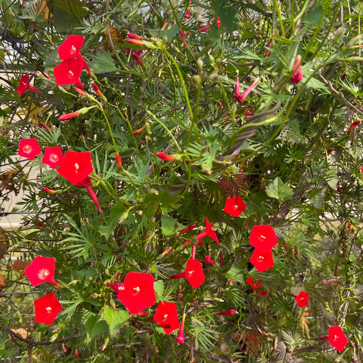 Cardinal Climber Ipomoea Sloteri Morning Glory 8 Seeds