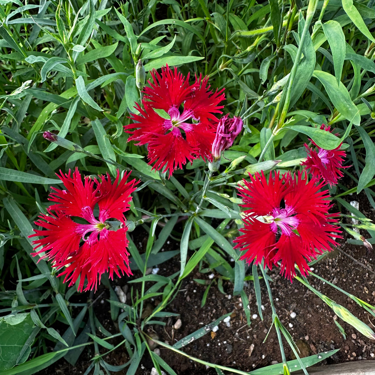 CrimsoniaPinkFringed_1200x1200