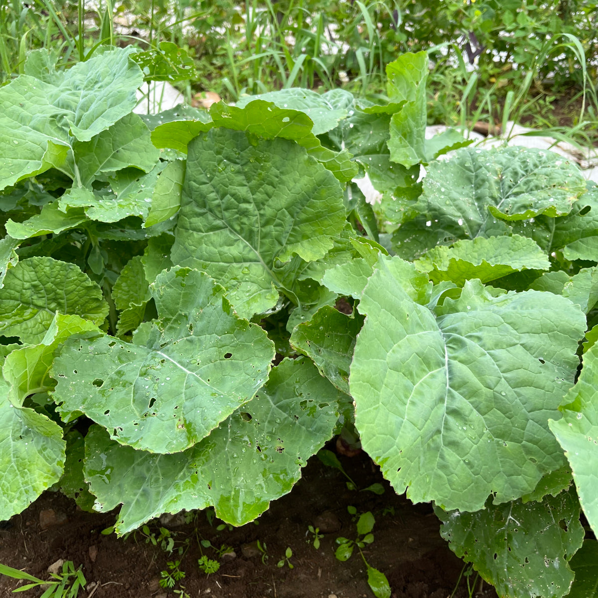 Ethiopian Kale Revival Seeds