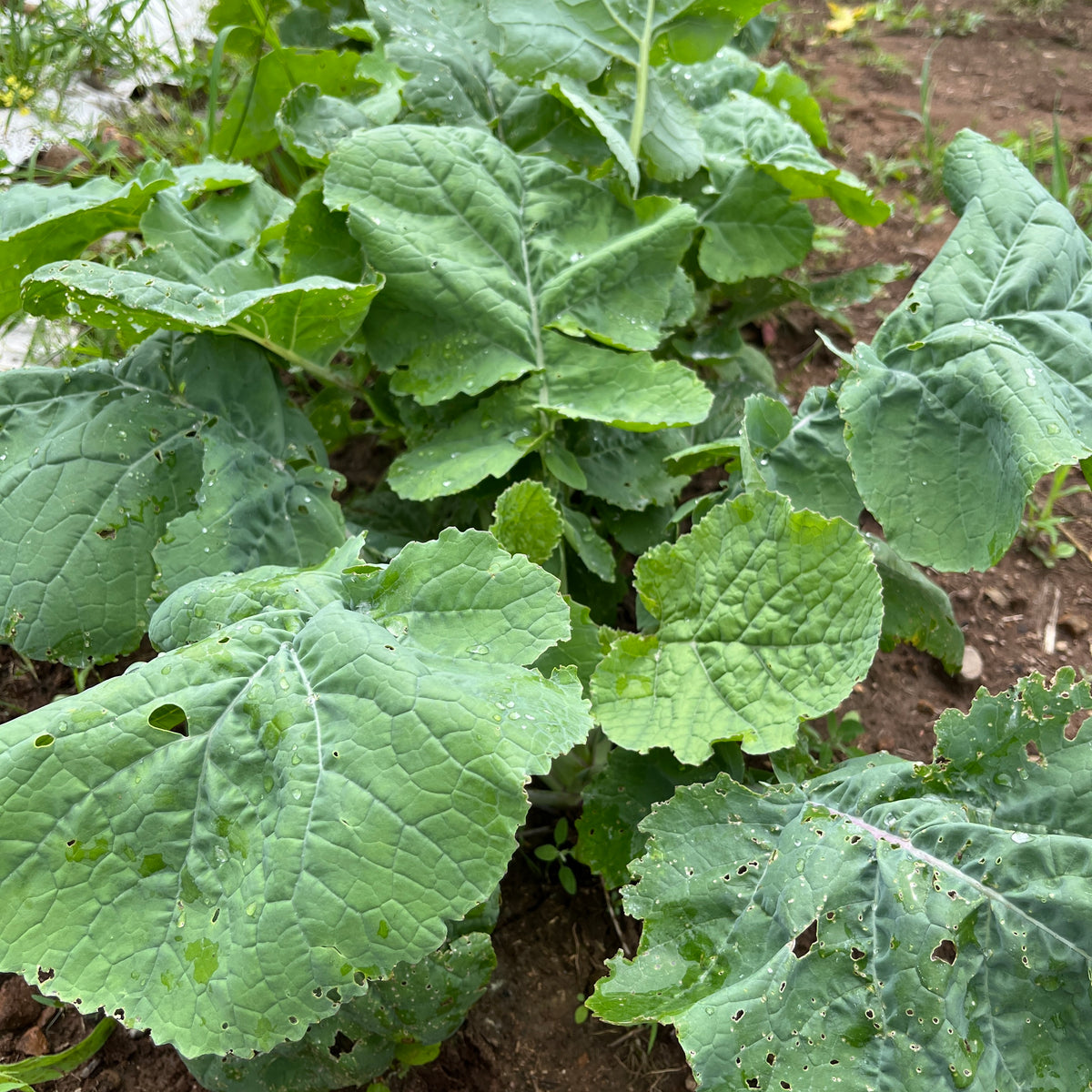 Ethiopian Kale Revival Seeds
