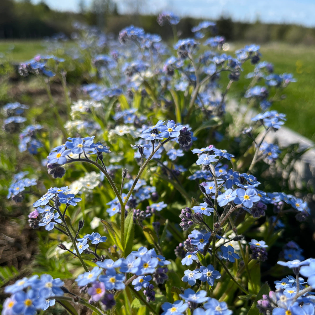 Forget-Me-Nots – Revival Seeds