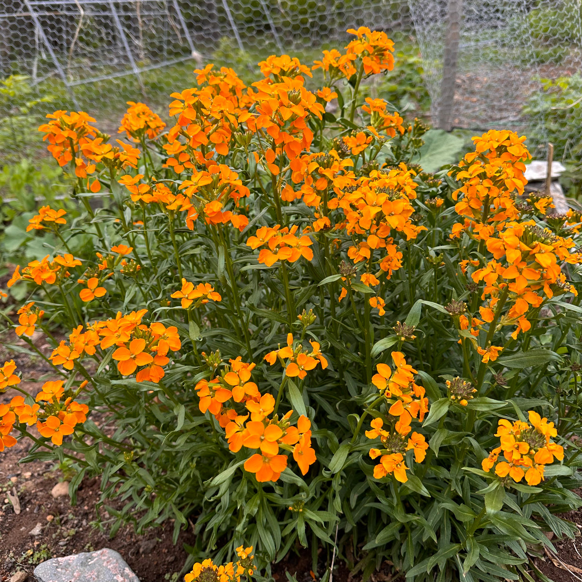Siberian Wallflower – Revival Seeds