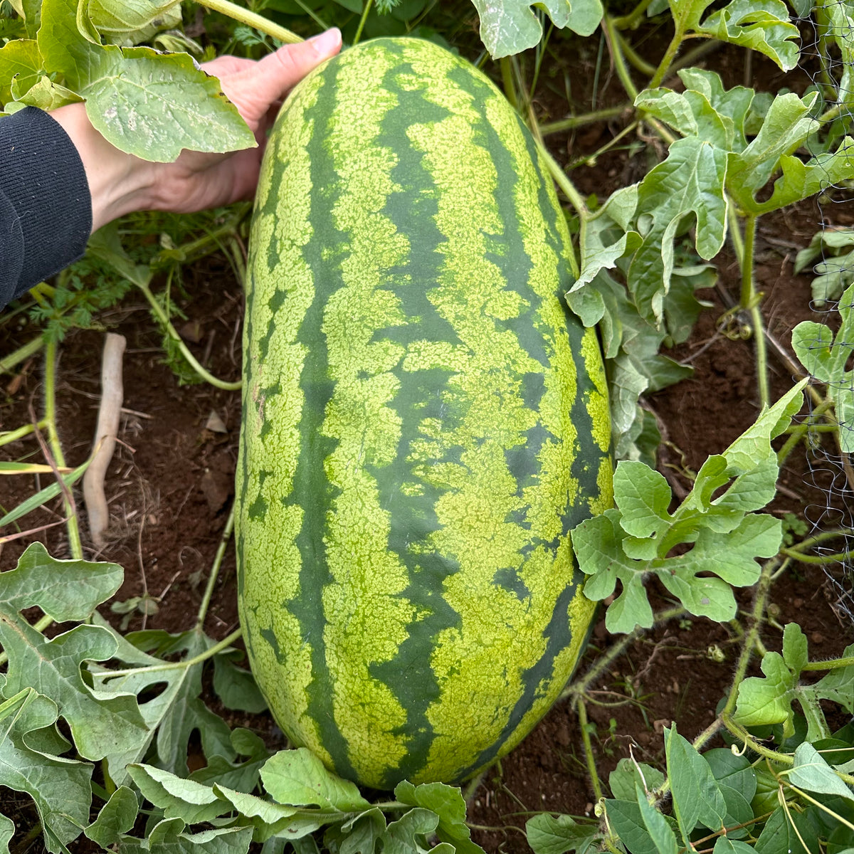Rattlesnake Watermelon Revival Seeds