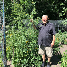 Honey Lemon Cherry Tomato