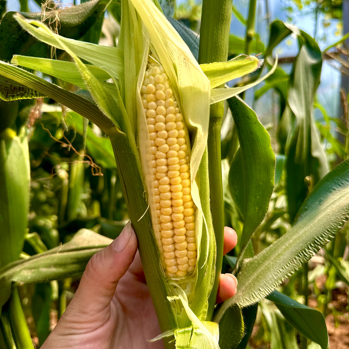 nana corn Nana - (F1) Corn Seed - SeedsDay