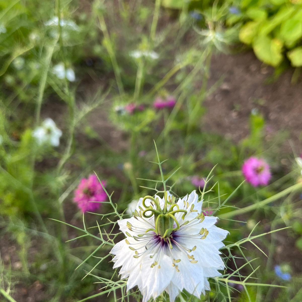 Love in a Mist – Revival Seeds