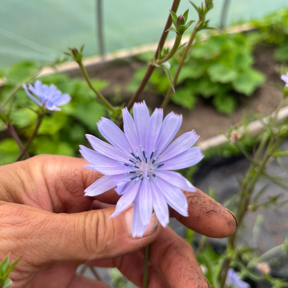 Italiko Rosso Dandelion – Revival Seeds