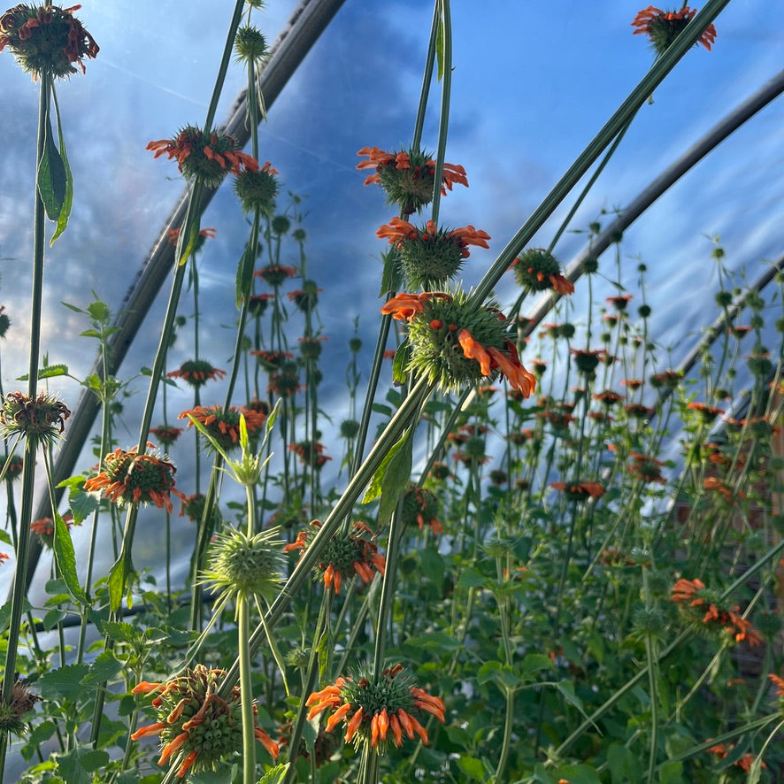 lion's ear plant seeds Lion's Ear – Revival Seeds