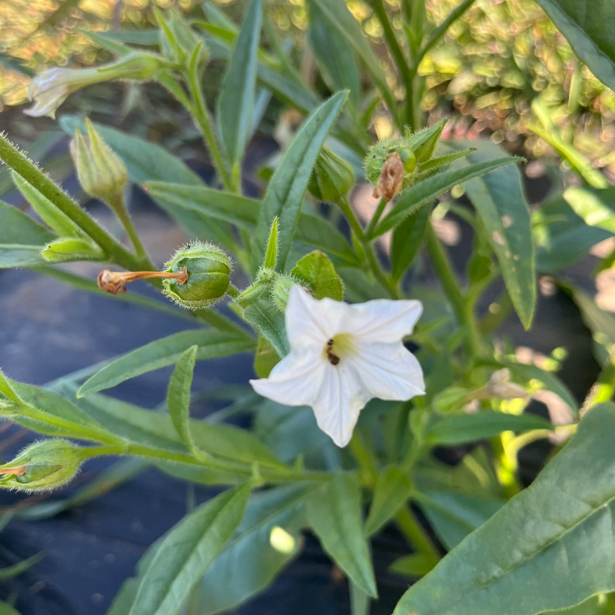 Mandan Tobacco – Revival Seeds