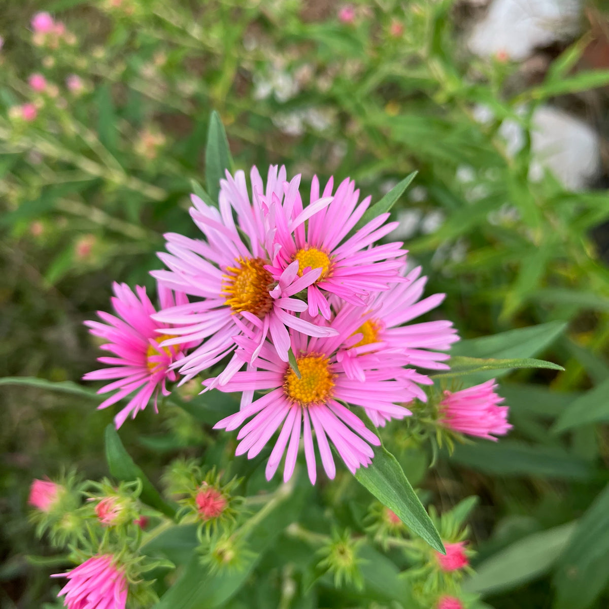 New England Aster Kickin Series – Live Perennial Wildflower Plant Plug – Blue/Pink/Purple/Red