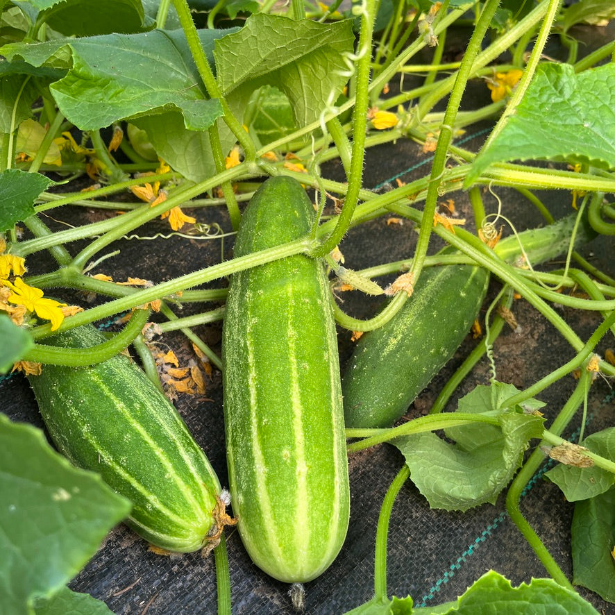 Straight Eight Cucumber  Revival Seeds