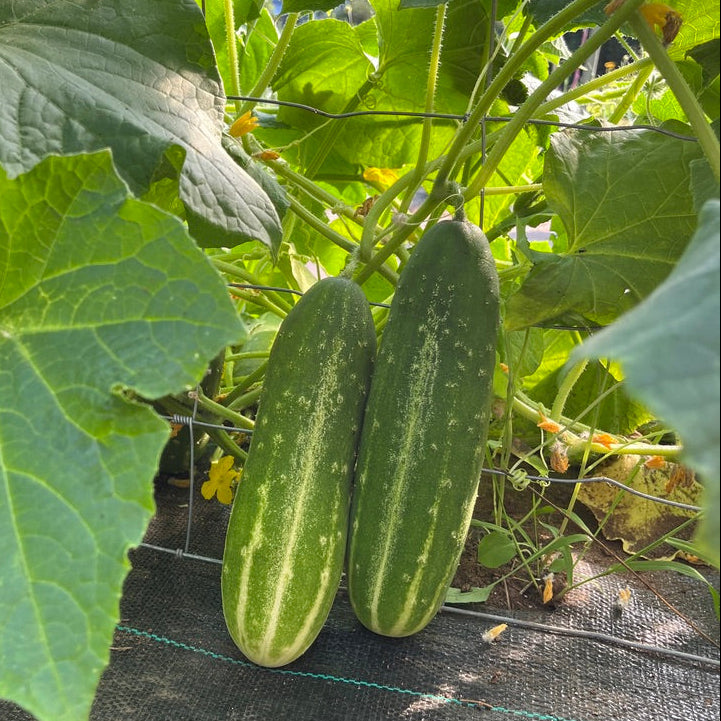 Straight Eight Cucumber – Revival Seeds