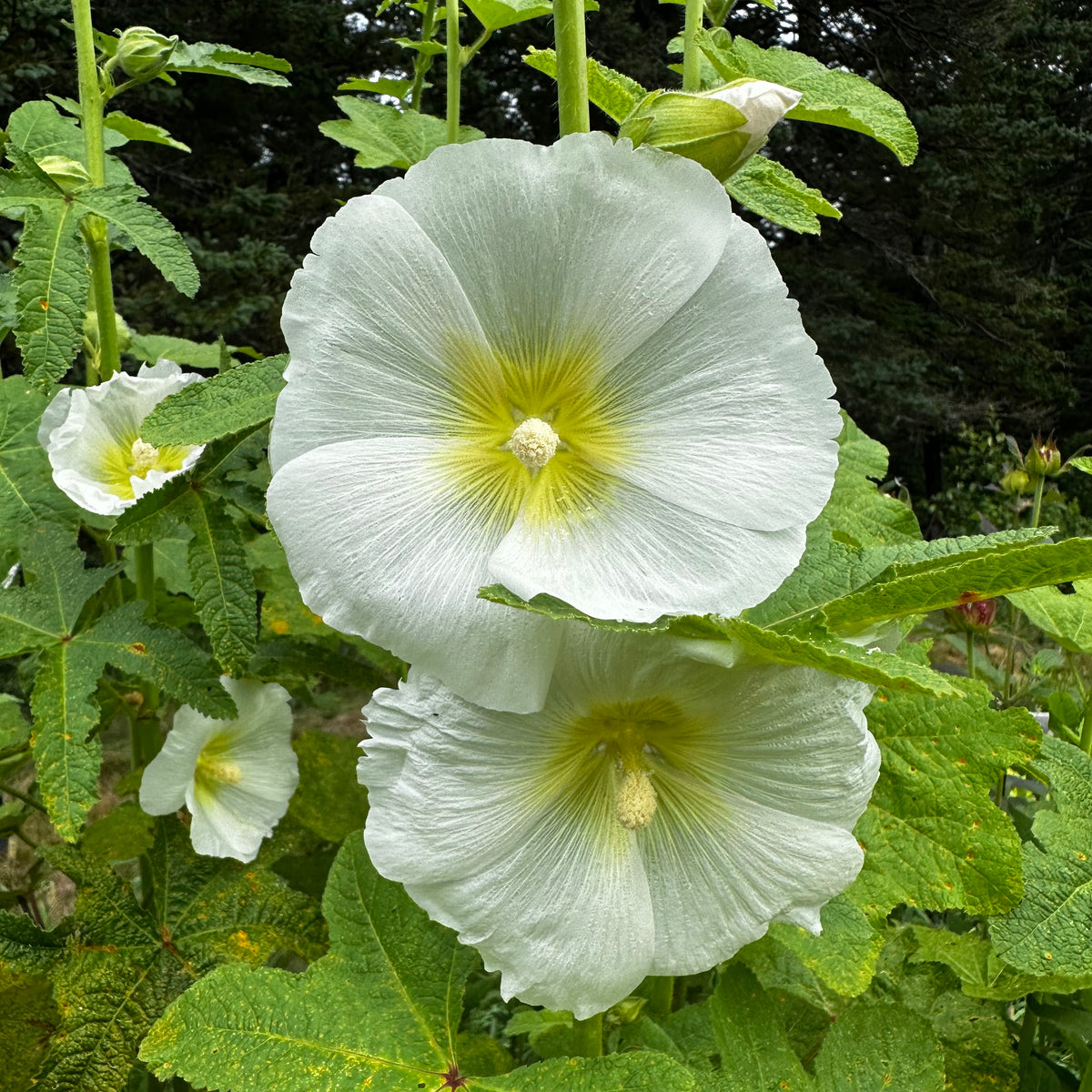 Hollyhock (Alcea rosea) - Biennial - Flower - 75+ Seeds – Oak Summit Nursery