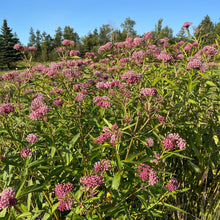 Native Swamp Milkweed