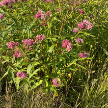 Native Swamp Milkweed