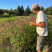 Native Swamp Milkweed