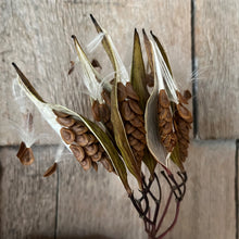 Native Swamp Milkweed