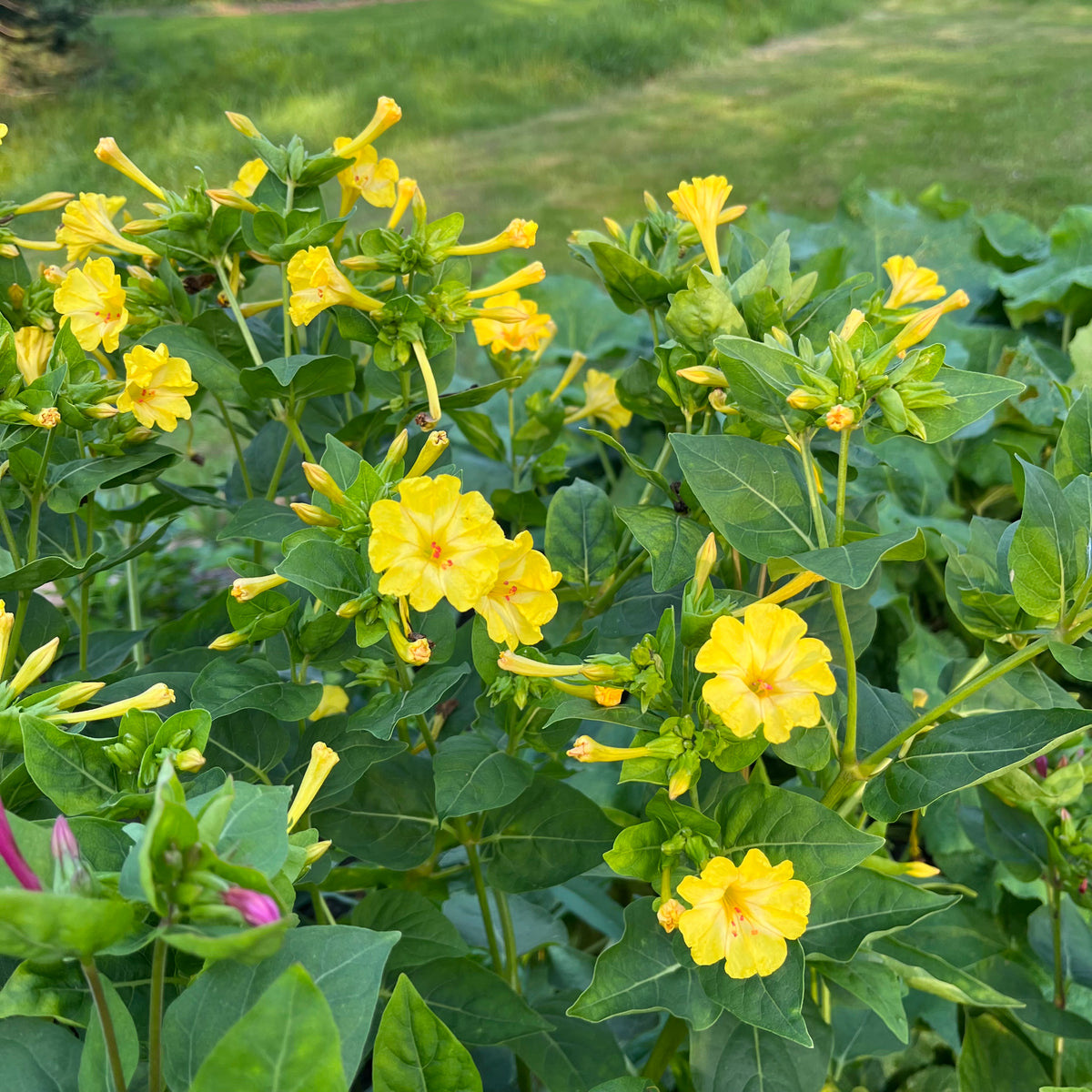 Tall Four O’Clock Mix Revival Seeds