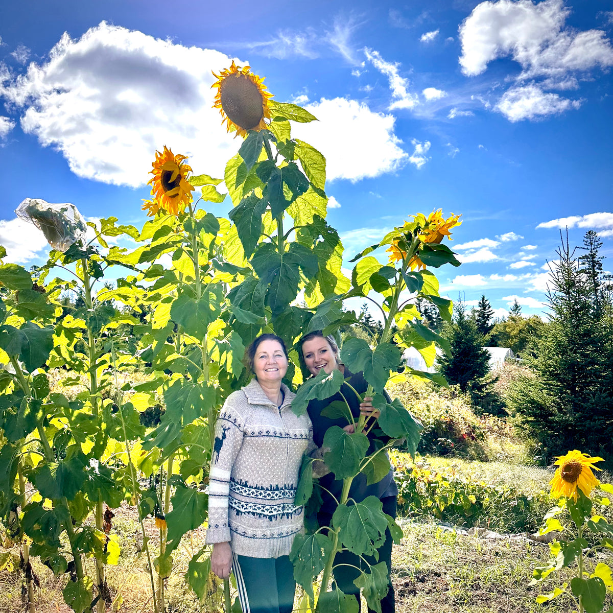 sunflower Jim's Giant Sunflower – Revival Seeds