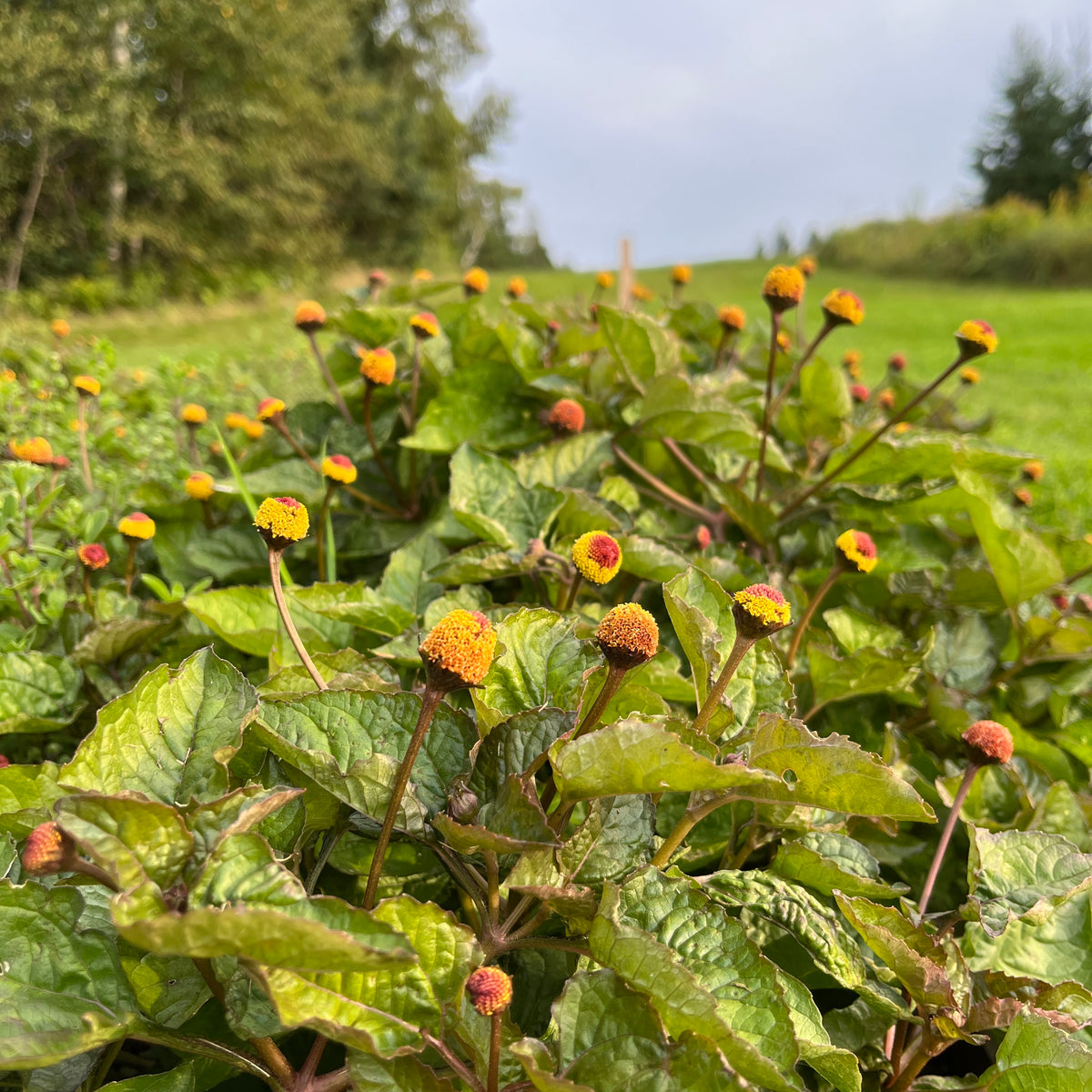 toothache plant seeds Toothache Plant