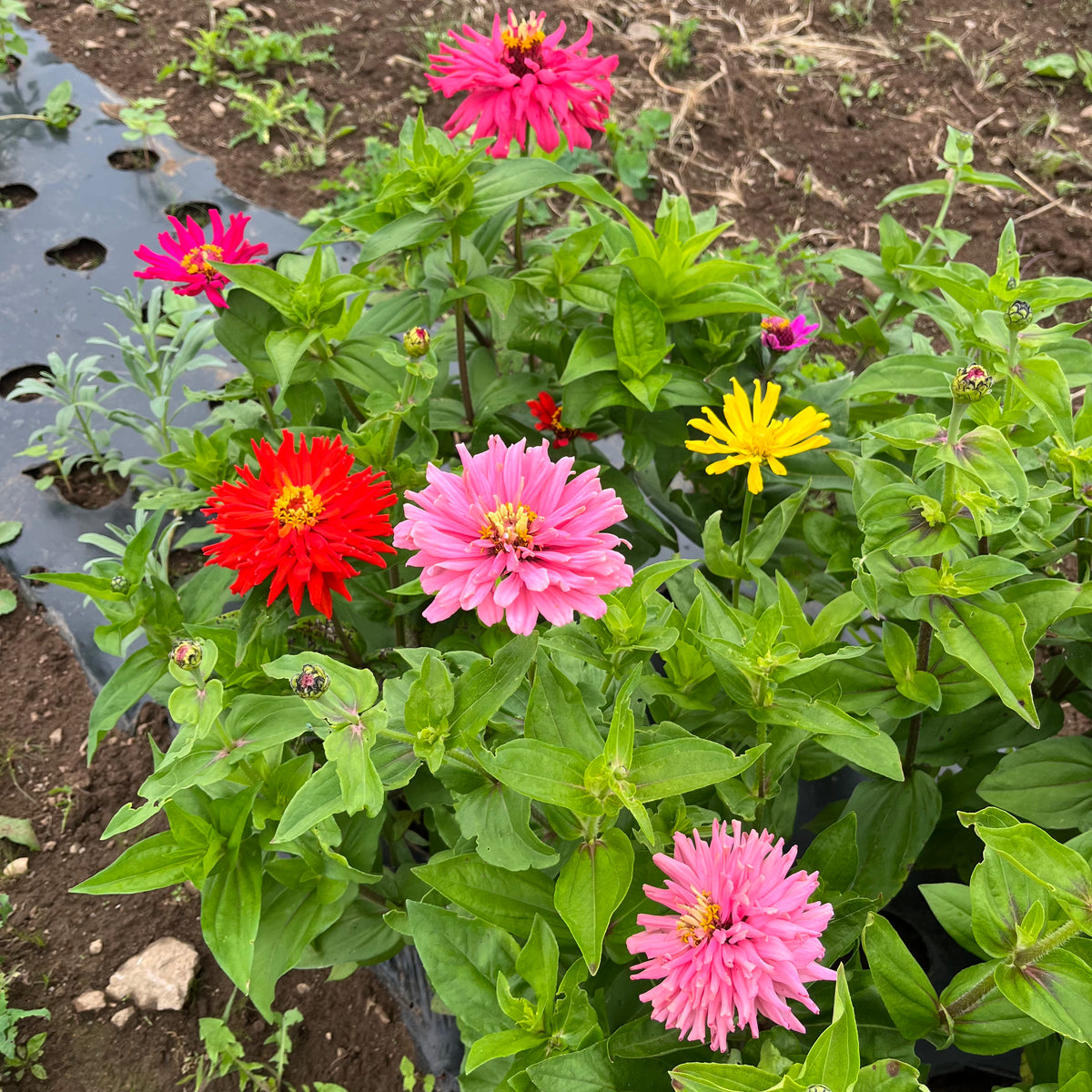 Elsie's Spiked Zinnia Mix – Revival Seeds