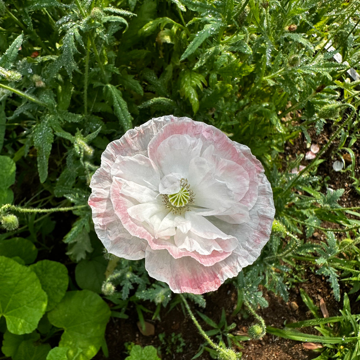 Shirley ‘Falling in Love’ Poppy Mix Revival Seeds