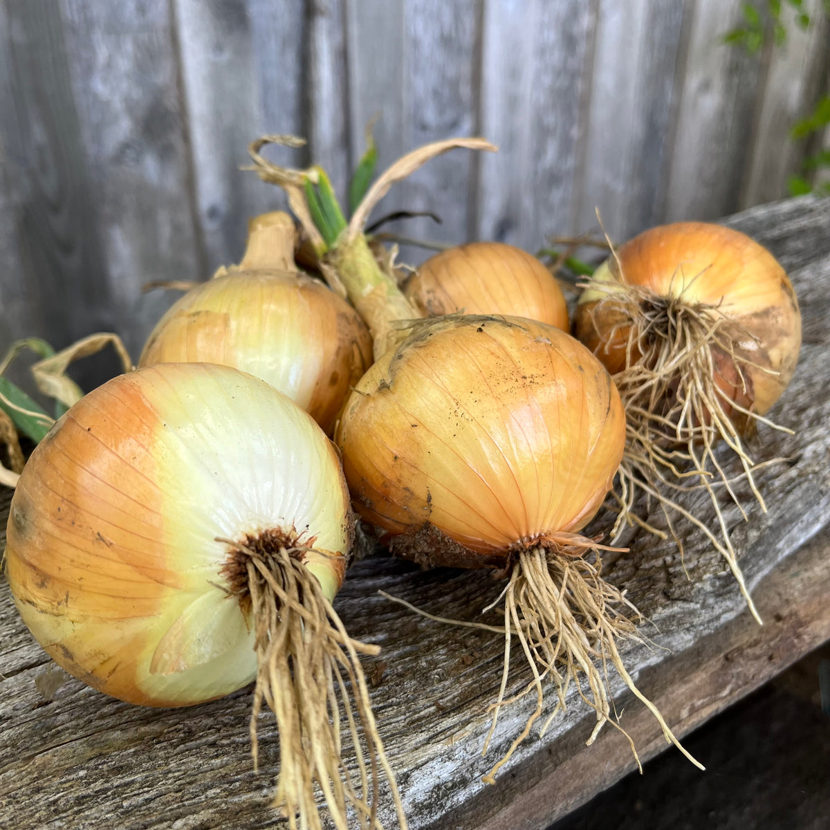 Ailsa Craig Onion Revival Seeds