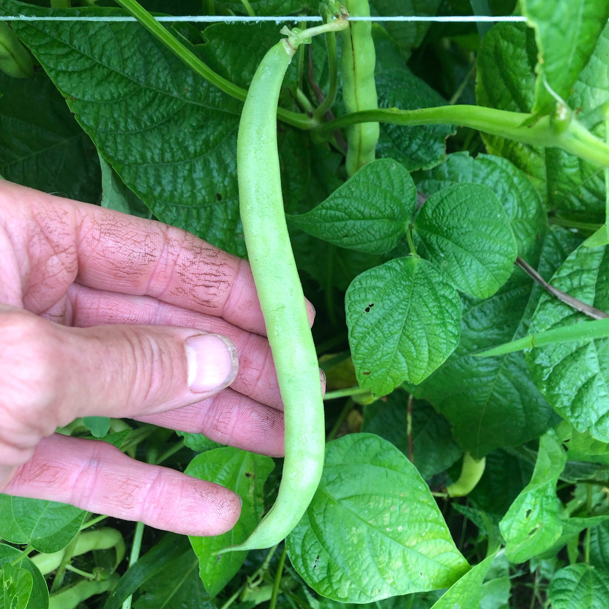 Burpee's Stringless Green Pod Bush Bean Revival Seeds