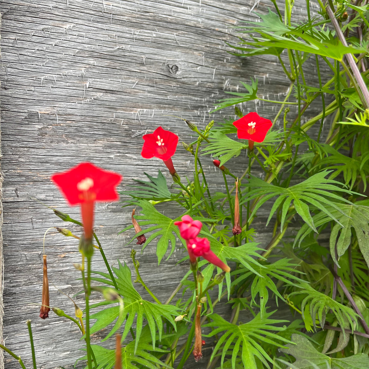 Cardinal Climber Revival Seeds