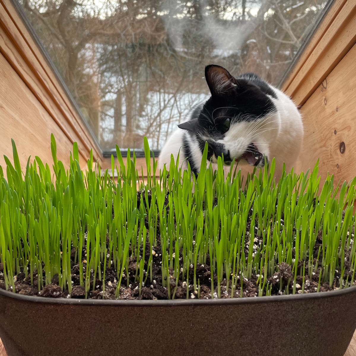 Cat Grass – Revival Seeds