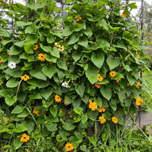 Clock Vine (Black-Eyed Susan Vine)