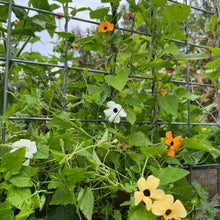 Clock Vine (Black-Eyed Susan Vine)