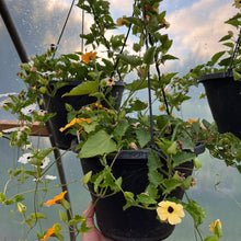 Clock Vine (Black-Eyed Susan Vine)