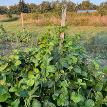 Cowpea of Veneto (Italian) Bush Bean