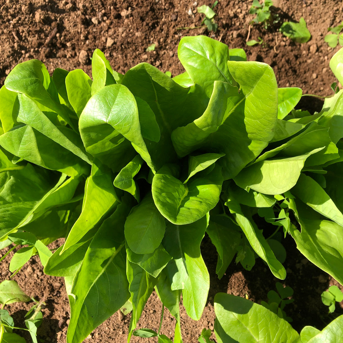 Green Deer Tongue Lettuce Revival Seeds