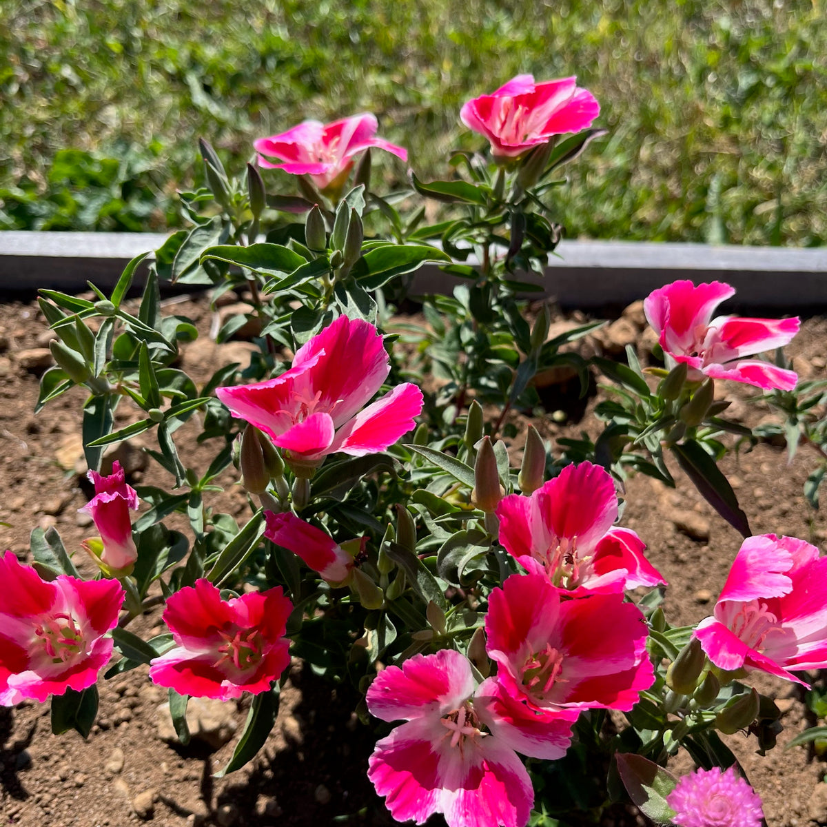Dwarf Godetia Revival Seeds