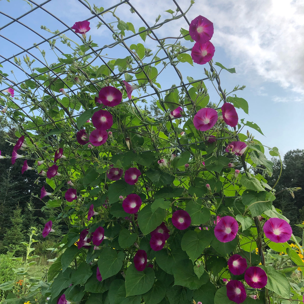 Early Fuchsia Morning Glory – Revival Seeds
